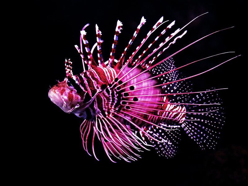 The Ocean’s Youngest Monsters Are Ready for Glamour Shots